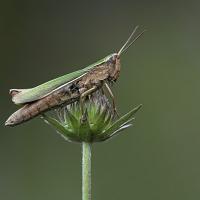 Lesser Marsh Grasshopper 2 